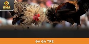 Đá Gà Tre Luck8 Kịch Tính Từ Chiến Binh Nhỏ Bé